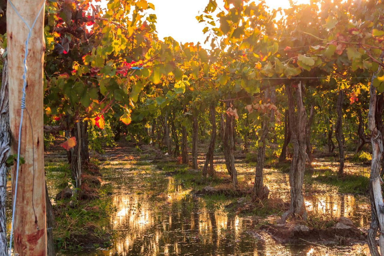 Marale Wines Hotel Boutique Villa Media Agua Dış mekan fotoğraf